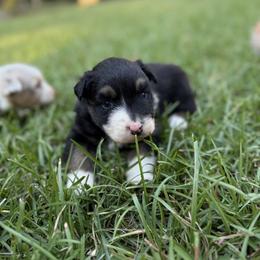 Australian Shepherd and Labrador Retriever Puppies from Triple S Farms