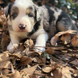 Mitsuri - Blue merle female Australian Shepherd puppy in Macon, Georgia from Shaina’s Shepherds