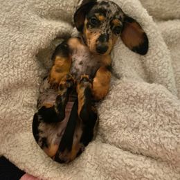 Dachshund Puppies from House of Slinkys