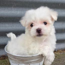 Saylor - White male Maltese puppy in Monticello, Iowa from Ashley’s Puppies