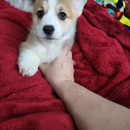 Mary - Red Pembroke Welsh Corgi puppy in Great Falls, Montana from Treasure State Kennels