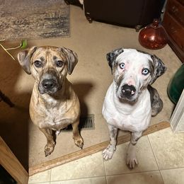 Catahoula Leopard Dog Puppies from Bons Temps Catahoulas