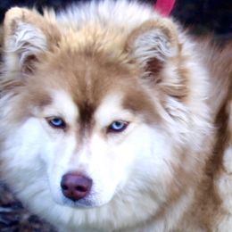 Bernedoodles and Pomskies from Arlene Hershberger