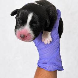 Bronc - Black and white male Cardigan Welsh Corgi puppy in Kerens, West Virginia from Leather & Lace