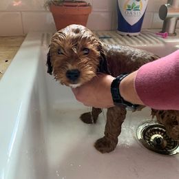 Goldendoodle, Poodle, and Sheepadoodle All Grown Up from Brewer's Goldendoodles & Sheepadoodles