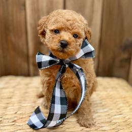 Holly - Apricot female Poodle puppy in Salem, Oregon from Lavish Poodles