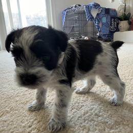 Bella-Girl 1 - Parti female Miniature Schnauzer puppy in Sacramento, California from Valdez Mini Schnauzers