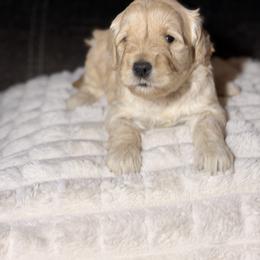 Pearl - Cream female Goldendoodle puppy in Richmond, Virginia from Diverse Nurturing Affectionate Doodle Kennel