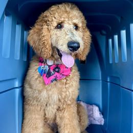 Poodle All Grown Up from Solid Rock Ranch Poodles