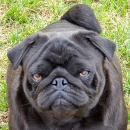 Stitch - Pug