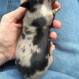 Biscult - Blue merle male Miniature Australian Shepherd puppy in Sandy Hook, Kentucky from RidgeTop Aussies