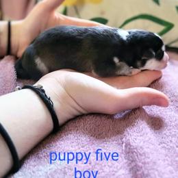 Pomsky Puppies from Nebula Ranch Pomskies