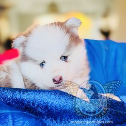 Latte - Chocolate female Pomsky puppy in Greeley, Colorado from Monarch Pomskies | Northern Colorado