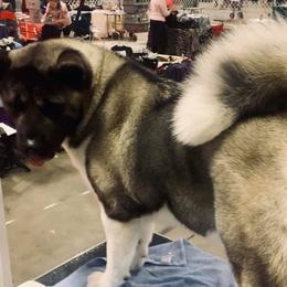 Stella - Akita