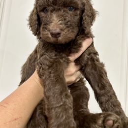Poodle Puppies from Post Falls Poodles