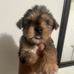 Peppermint(1800) - Merle female Yorkipoo puppy in Shelby, North Carolina from Precious pups dynasty kennel