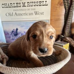 Orange - Golden male Golden Retriever puppy in Leadore, Idaho from Gunsight Goldens