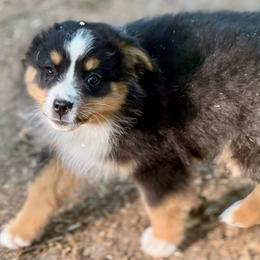 Huxley - Black tri male Miniature Australian Shepherd puppy in Patterson, North Carolina from DreamLine Aussies