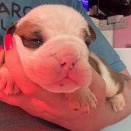 Humphrey - Red and white male Bulldog puppy in Ranson, West Virginia from EMR’s Bulldogs