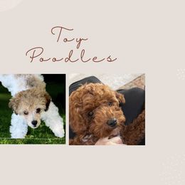 Poodle puppies from Adored Poodle & Doodles