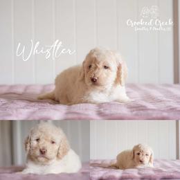 Whistler - Cream male Goldendoodle puppy in Woodruff, South Carolina from Crooked Creek Doodles and Poodles