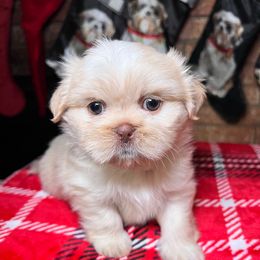 Lavender Male - Cream and white male Shih Tzu puppy in Desoto, Texas from Willow’s Wonderful Shih Tzu