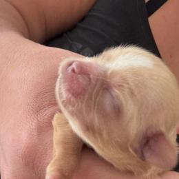 Girl 1 - Gold and white female Shorkie puppy in San Tan Valley, Arizona from Great Mates