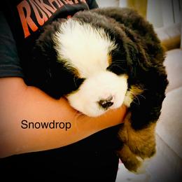 SnowDrop - Black rust and white female Bernese Mountain Dog puppy in Strasburg, Ohio from Lois Allison