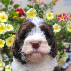 Bernedoodle and Double Doodle Puppies from Cloud Nine Doodles