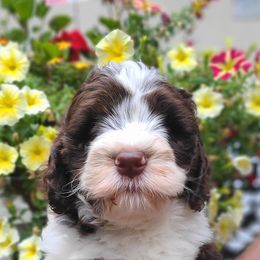 Bernedoodle and Double Doodle Puppies from Cloud Nine Doodles