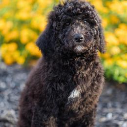 Pepper - Black male Goldendoodle puppy in Orangevale, California from Ugly Dad Doodles