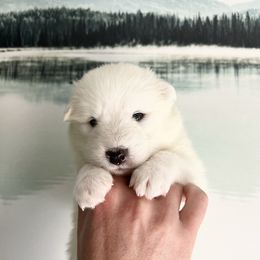 Moose - White male Samoyed puppy in Tremonton, Utah from Sugar Sweet Samoyeds