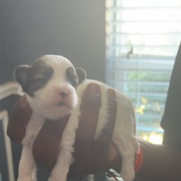 Girl 1 - Chocolate, tan and white female Yorkshire Terrier puppy in Little Elm, Texas from Breedlove Pupps