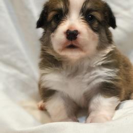 Brody - Sable male Pembroke Welsh Corgi puppy in Inola, Oklahoma from Pine Lane Pembrokes