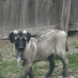 Miss Peach - Fawn female Anatolian Shepherd Dog puppy in Ozark, Missouri from Swan Falls Farm