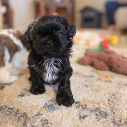 Beaver - Black and white male Shih Tzu puppy in Oxnard, California from California Shih Tzu