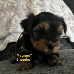Magnus - Black and tan male Yorkshire Terrier puppy in Forest, Virginia from Majestic Touch Kennels and Pet Services