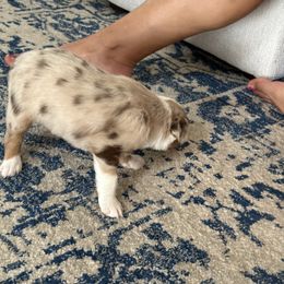 Miniature Australian Shepherd Puppies from Rolling Waves Mini Aussie