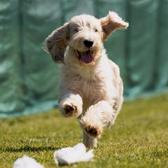 Grand Basset Griffon Vendeens from Straylight GBGV