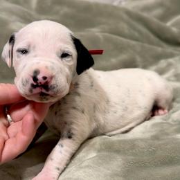 Blizzard - White and black male Dalmatian puppy in Travelers Rest, South Carolina from Cotton Top