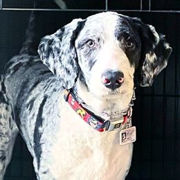 Aussiedoodle All Grown Up from Blu’s Aussiedoodles