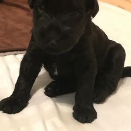 Kerry Blue Terrier Puppies from Lindmar Kerry Blue Terriers