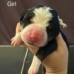 White Collar Girl - Black, white and red female Greater Swiss Mountain Dog puppy in Knoxville, Maryland from Dahlgren Swissys