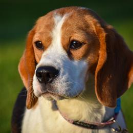 Cricket - Beagle