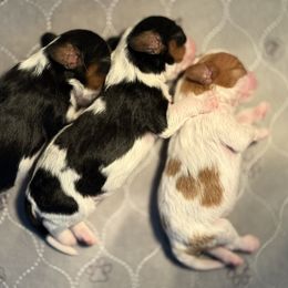 Tri-Color Boy 2 - Tri-color male Cavalier King Charles Spaniel puppy in Pleasant Hill, Iowa from Harvest Creek