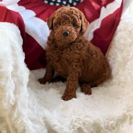 Biggy Smalls - Red  male Goldendoodle puppy in Somerset, Kentucky from Hilltop Doodles KY LLC