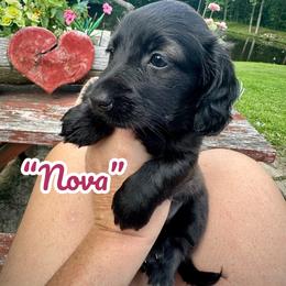 Nova - Black and white female Assorted Doodle Crosses puppy in Coal City, Indiana from Angel Blue Dogs