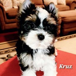 Kruz - Parti male Yorkshire Terrier puppy in Amelia Court House, Virginia from Bello Toys