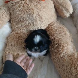 Tristen - Black and white male Shih Tzu puppy in Brodnax, Virginia from KBs Shih Tzu Babies