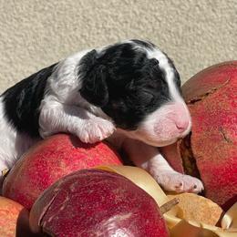 Pringle - Parti male Labradoodle puppy in St George, Utah from Terra's Swann's Kennels